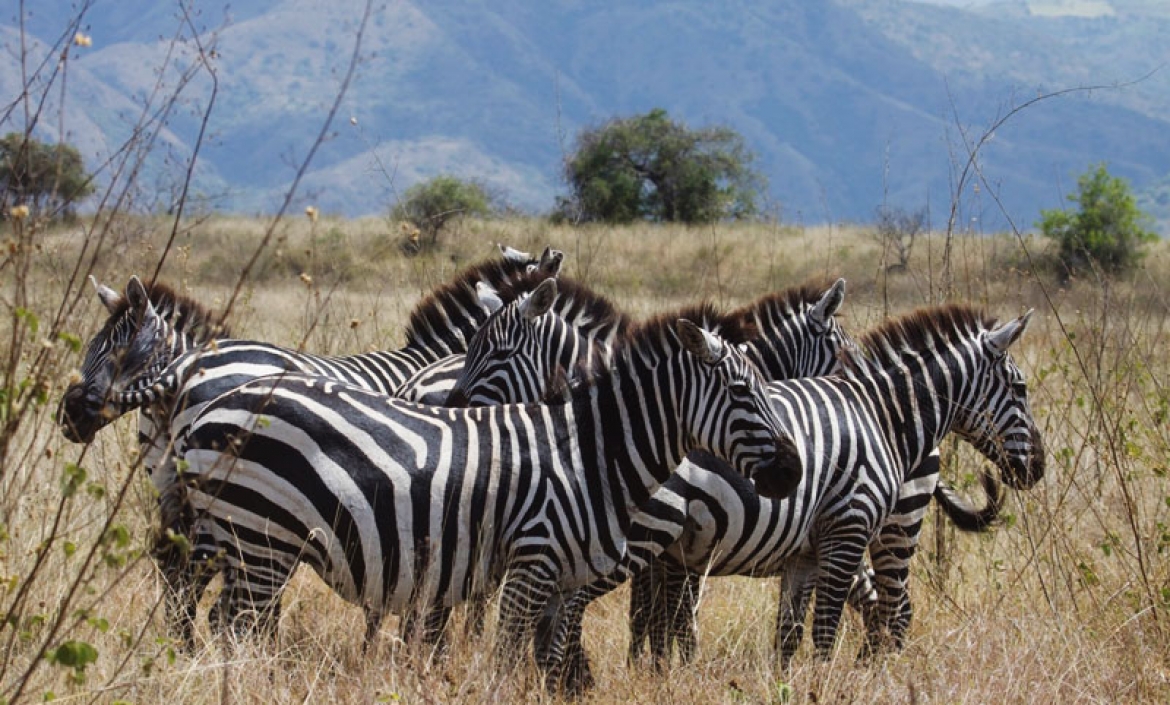 780149ddfa09fbd86eb140fe6810d770_XL