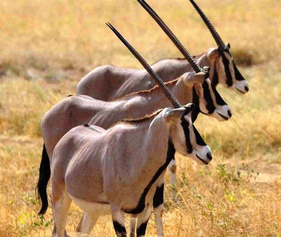 awash-national-park-wildlife