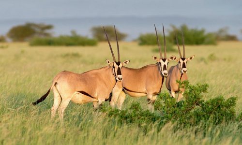 beisa-oryx-herd-in-awash-national-park-500x300