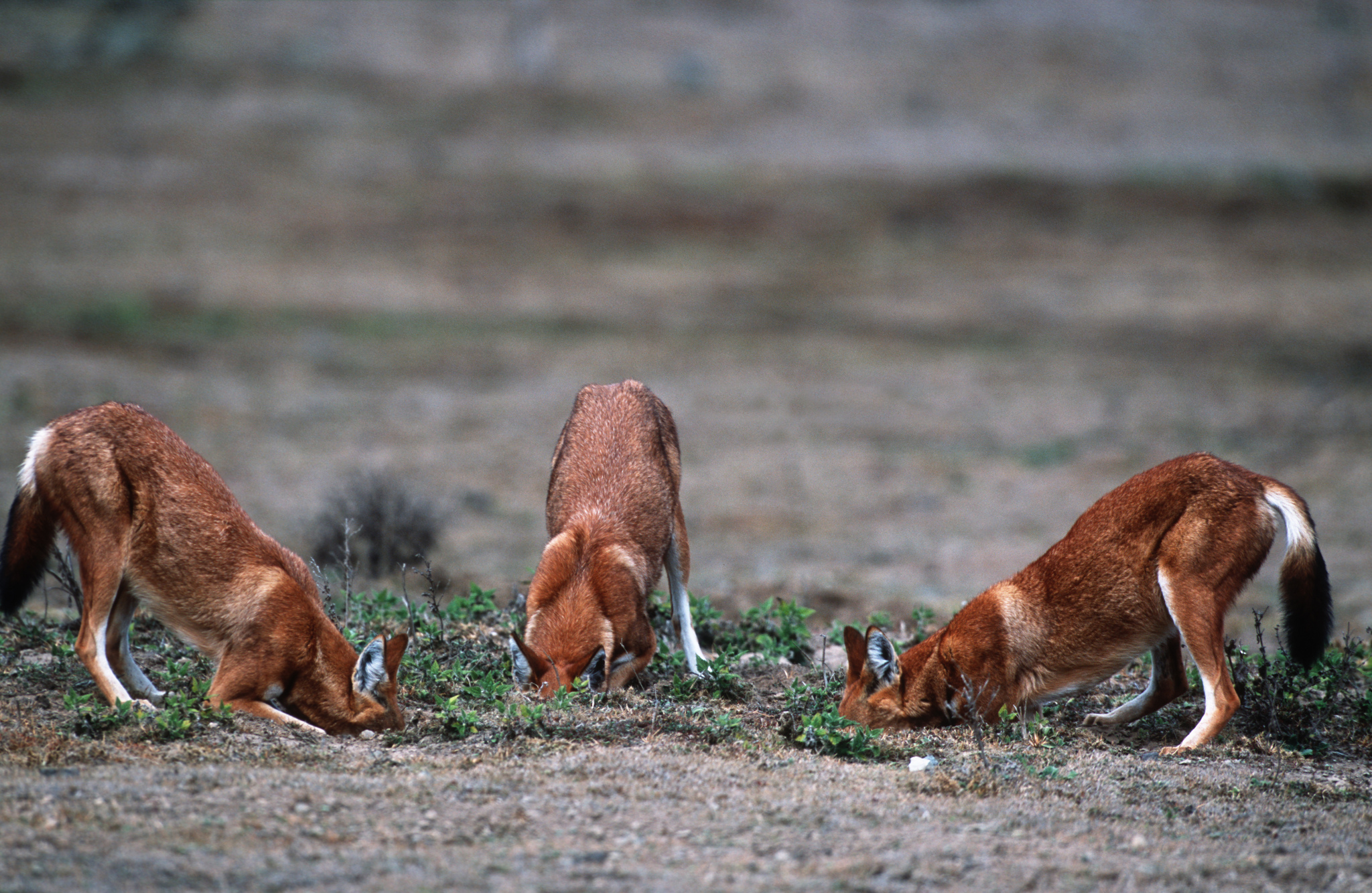 ethiopian-wolf-bale